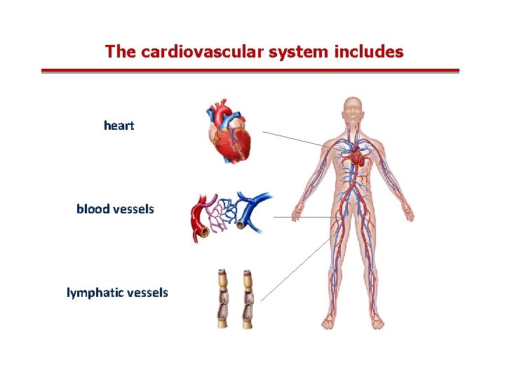 The cardiovascular system includes heart blood vessels lymphatic vessels 