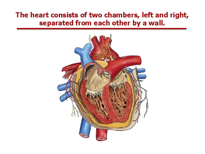 The heart consists of two chambers, left and right, separated from each other by