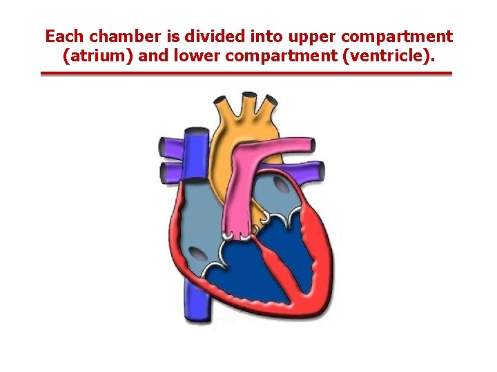 Each chamber is divided into upper compartment (atrium) and lower compartment (ventricle). 