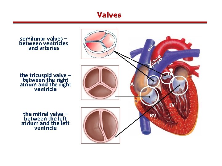 Valves ao rta semilunar valves – between ventricles and arteries я наия ч го