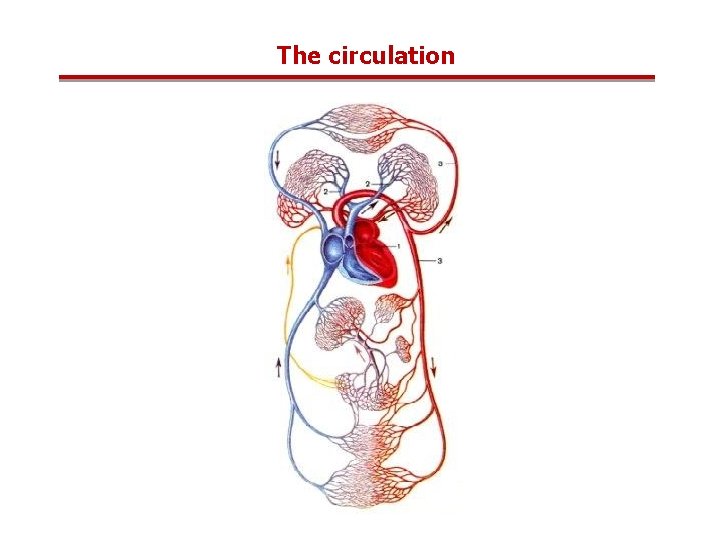 The circulation 