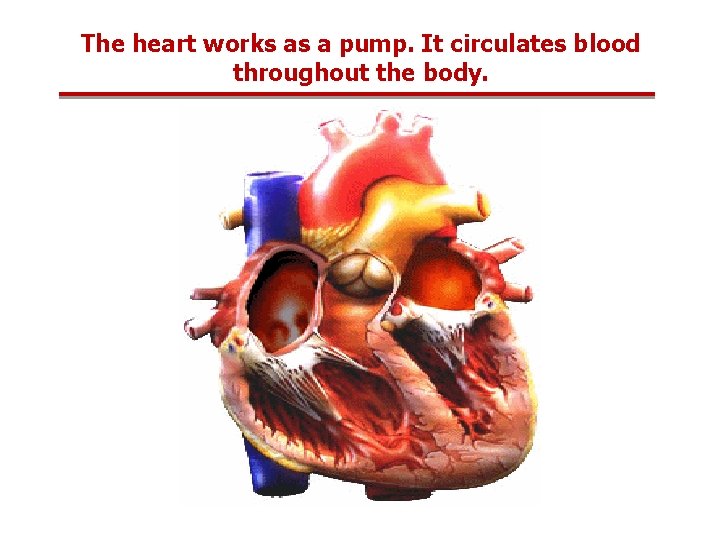 The heart works as a pump. It circulates blood throughout the body. 