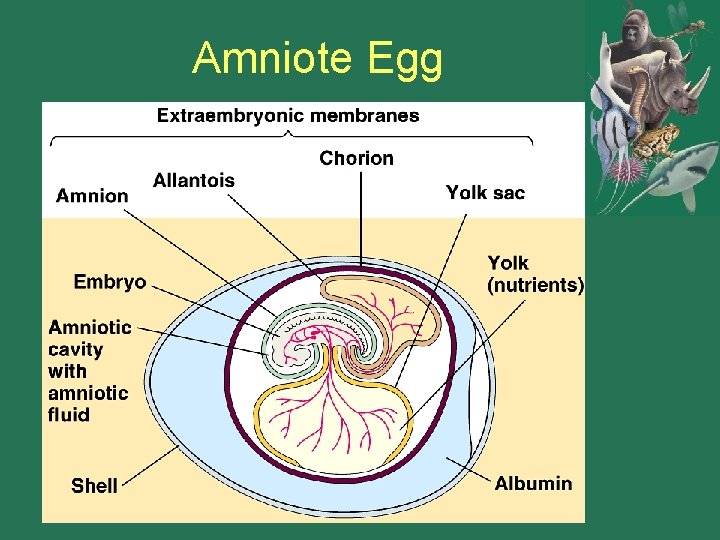 Amniote Egg 