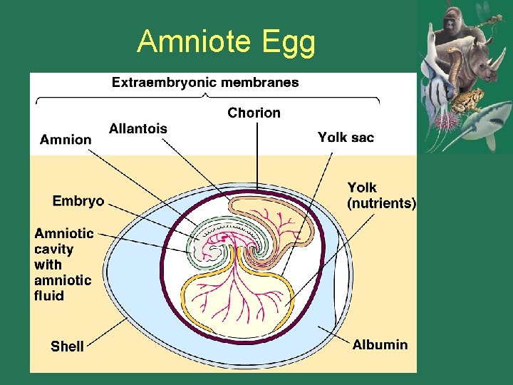 Amniote Egg Amniote Egg
