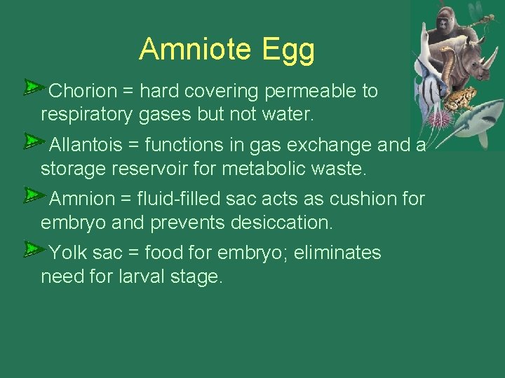Amniote Egg Chorion = hard covering permeable to respiratory gases but not water. Allantois