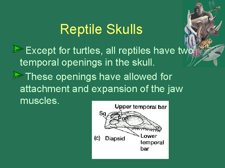 Reptile Skulls Except for turtles, all reptiles have two temporal openings in the skull.