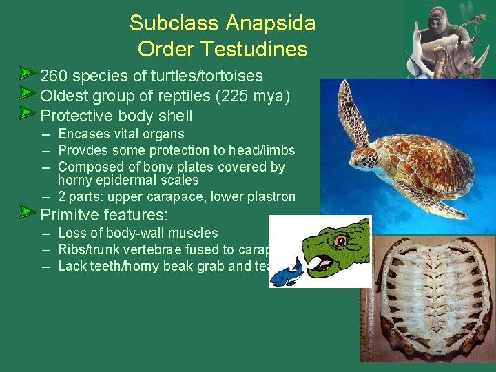 Subclass Anapsida Order Testudines 260 species of turtles/tortoises Oldest group of reptiles (225 mya)
