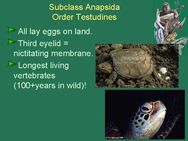 Subclass Anapsida Order Testudines All lay eggs on land. Third eyelid = nictitating membrane.