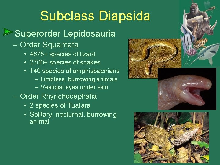 Subclass Diapsida Superorder Lepidosauria – Order Squamata • 4675+ species of lizard • 2700+