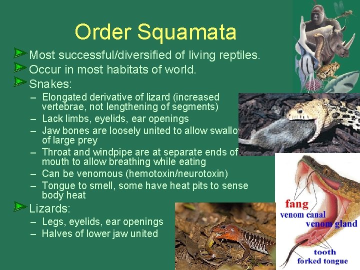 Order Squamata Most successful/diversified of living reptiles. Occur in most habitats of world. Snakes: Order Squamata Most successful/diversified of living reptiles. Occur in most habitats of world. Snakes: