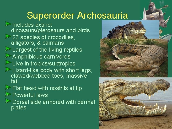 Superorder Archosauria Includes extinct dinosaurs/pterosaurs and birds 23 species of crocodiles, alligators, & caimans Superorder Archosauria Includes extinct dinosaurs/pterosaurs and birds 23 species of crocodiles, alligators, & caimans