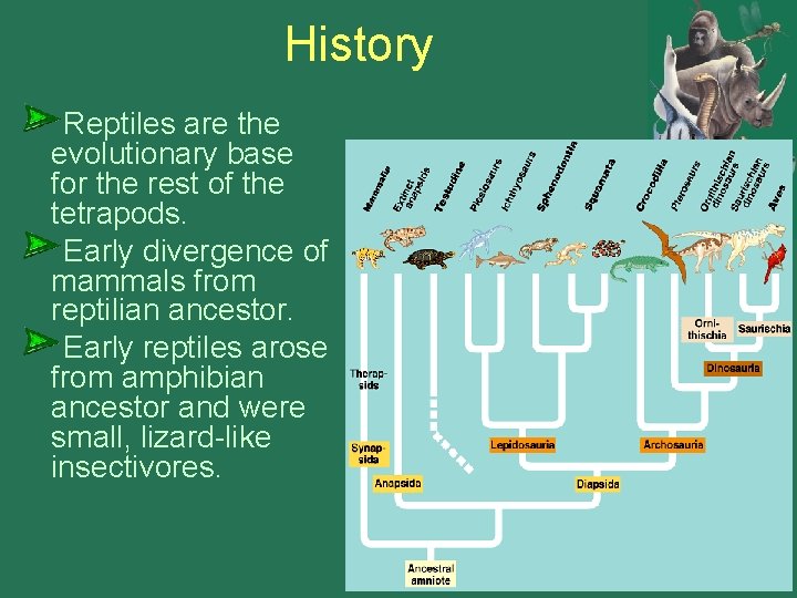 History Reptiles are the evolutionary base for the rest of the tetrapods. Early divergence