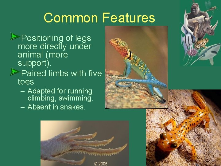 Common Features Positioning of legs more directly under animal (more support). Paired limbs with Common Features Positioning of legs more directly under animal (more support). Paired limbs with