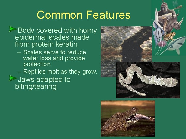 Common Features Body covered with horny epidermal scales made from protein keratin. – Scales