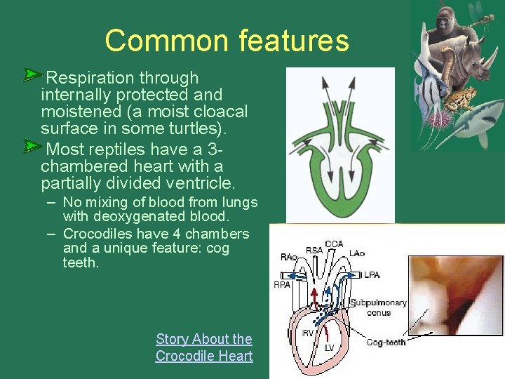 Common features Respiration through internally protected and moistened (a moist cloacal surface in some Common features Respiration through internally protected and moistened (a moist cloacal surface in some