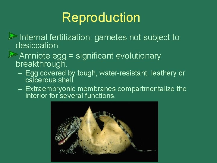 Reproduction Internal fertilization: gametes not subject to desiccation. Amniote egg = significant evolutionary breakthrough. Reproduction Internal fertilization: gametes not subject to desiccation. Amniote egg = significant evolutionary breakthrough.