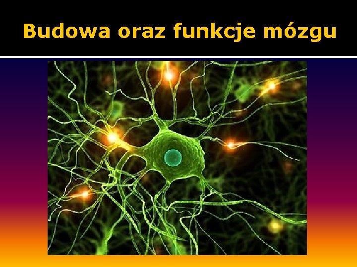 Budowa oraz funkcje mózgu 