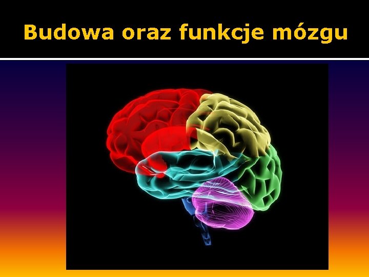 Budowa oraz funkcje mózgu 