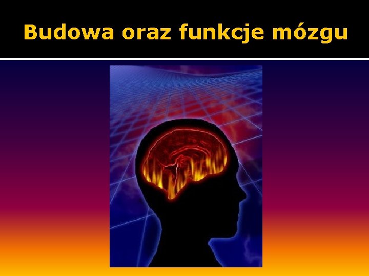 Budowa oraz funkcje mózgu 