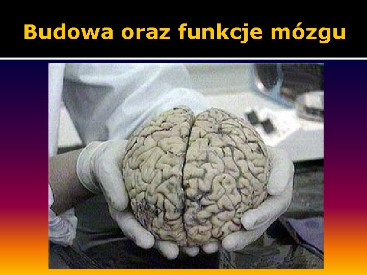 Budowa oraz funkcje mózgu 