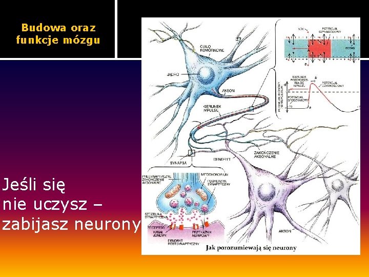 Budowa oraz funkcje mózgu Jeśli się nie uczysz – zabijasz neurony 