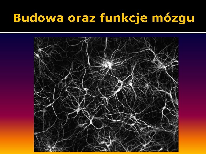 Budowa oraz funkcje mózgu 
