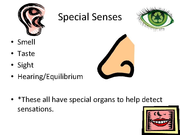 Special Senses • • Smell Taste Sight Hearing/Equilibrium • *These all have special organs