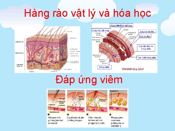 Hàng rào vật lý và hóa học Đáp ứng viêm 