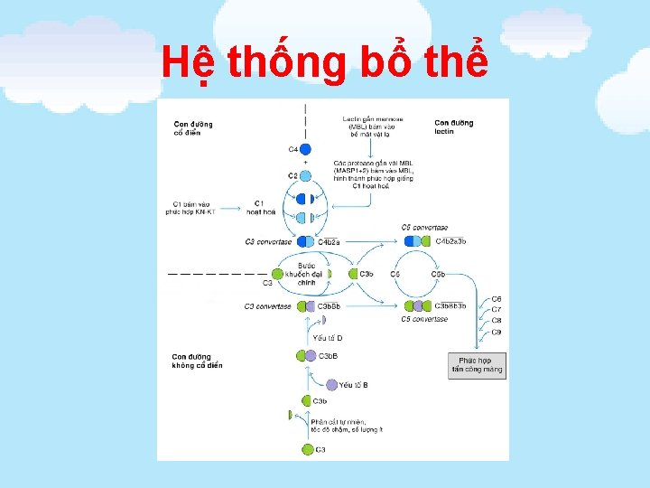Hệ thống bổ thể 