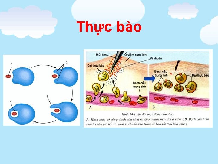 Thực bào 