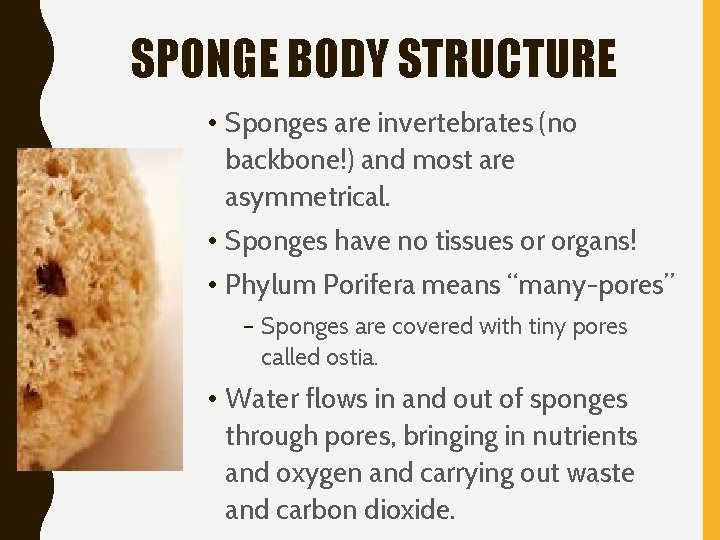 UNIT 6 INVERTEBRATE ZOOLOGY I SECTION 1 PHYLUM