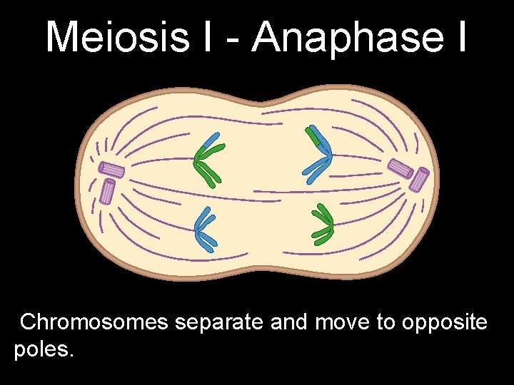 Meiosis I - Anaphase I Chromosomes separate and move to opposite poles. 