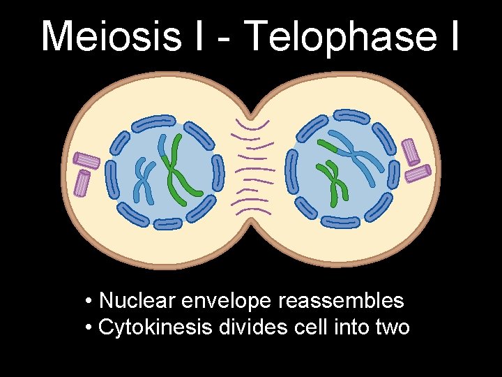 Meiosis I - Telophase I • Nuclear envelope reassembles • Cytokinesis divides cell into