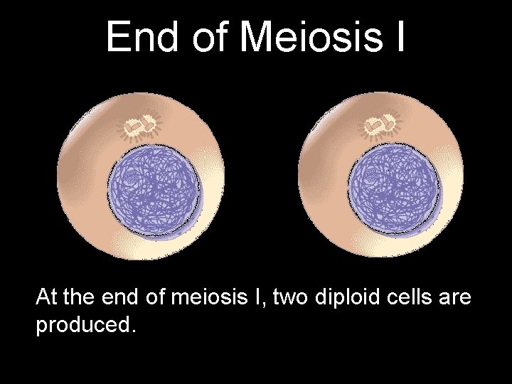 End of Meiosis I At the end of meiosis I, two diploid cells are