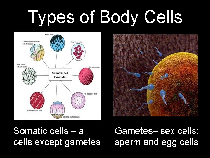 Types of Body Cells Somatic cells – all cells except gametes Gametes– sex cells:
