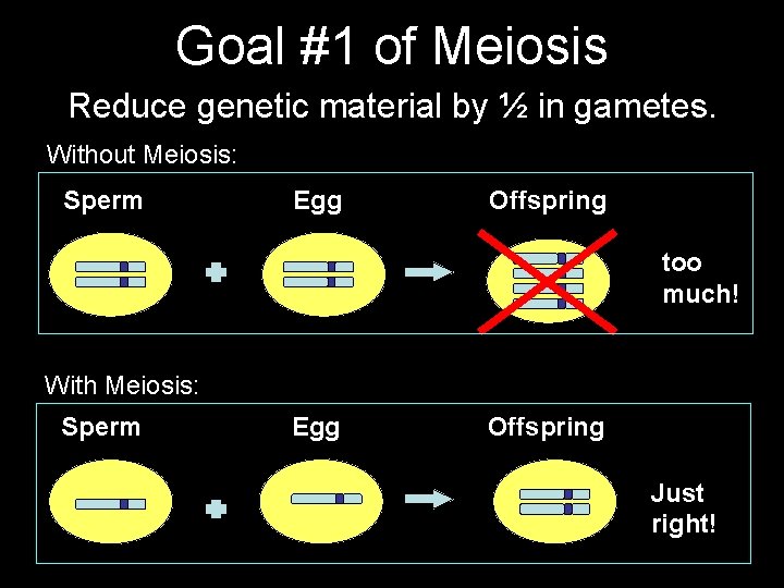 Goal #1 of Meiosis Reduce genetic material by ½ in gametes. Without Meiosis: Sperm