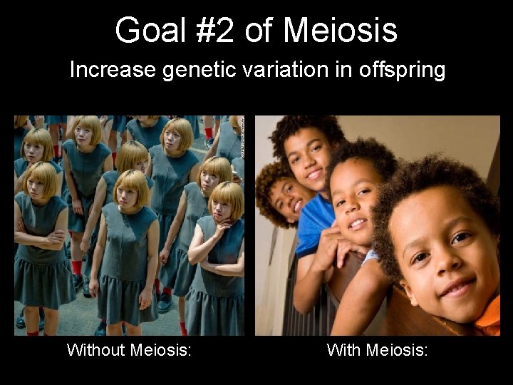 Goal #2 of Meiosis Increase genetic variation in offspring Without Meiosis: With Meiosis: 