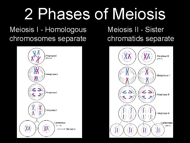 2 Phases of Meiosis I - Homologous chromosomes separate Meiosis II - Sister chromatids