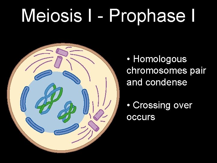 Meiosis I - Prophase I • Homologous chromosomes pair and condense • Crossing over