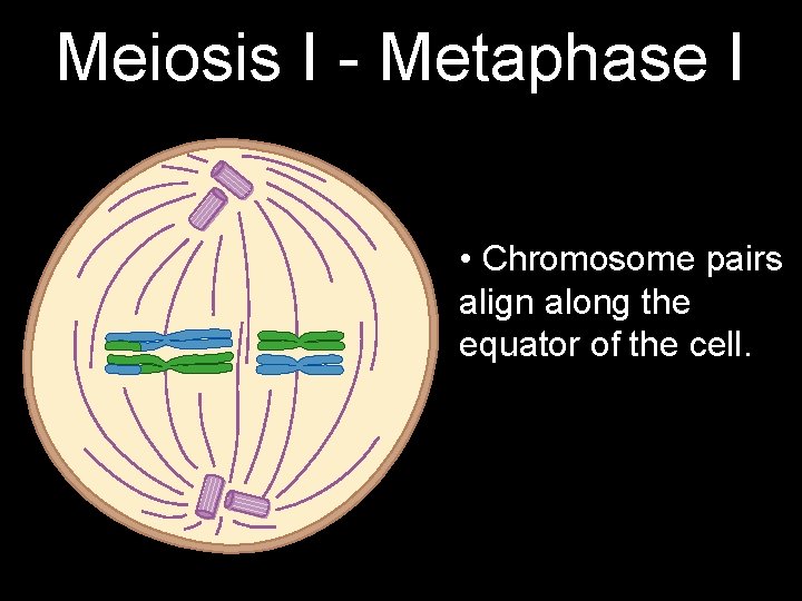 Meiosis I - Metaphase I • Chromosome pairs align along the equator of the