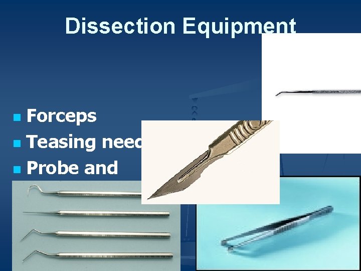 Dissection Equipment Forceps n Teasing needle n Probe and seeker n Scalpel n 