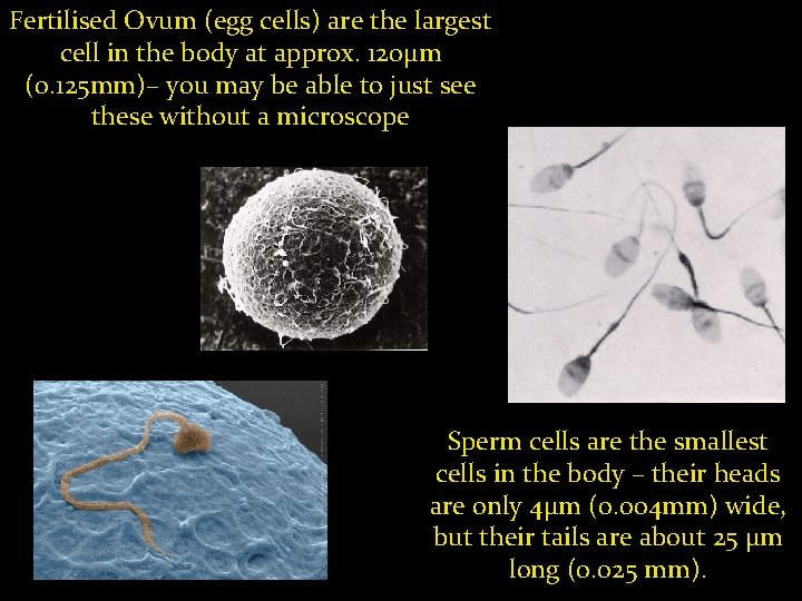 Fertilised Ovum (egg cells) are the largest cell in the body at approx. 120µm