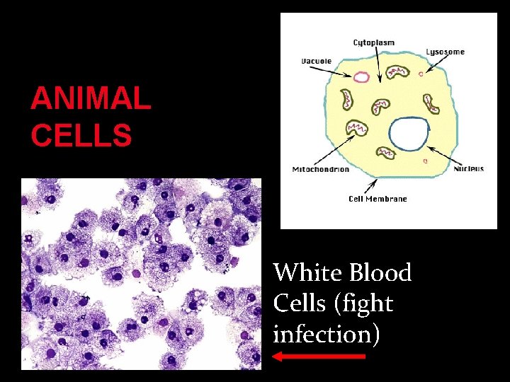 ANIMAL CELLS White Blood Cells (fight infection) 