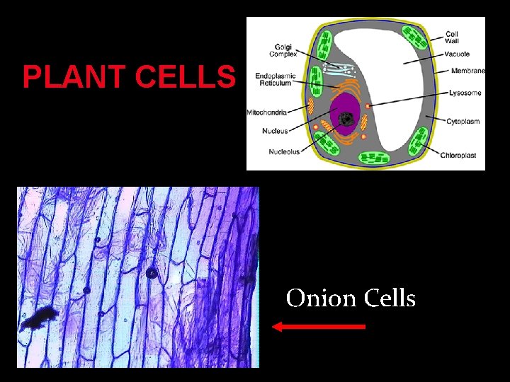 PLANT CELLS Onion Cells 