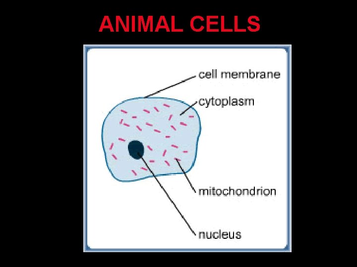 ANIMAL CELLS 