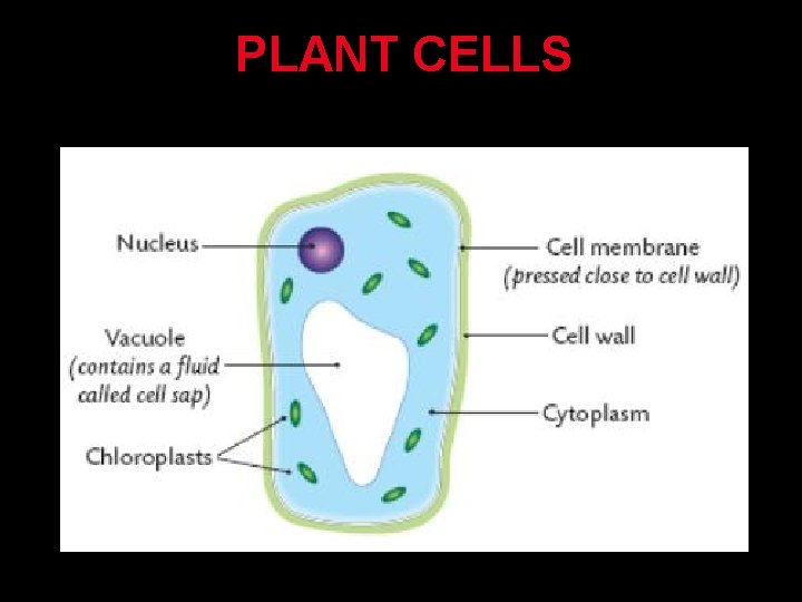 PLANT CELLS 
