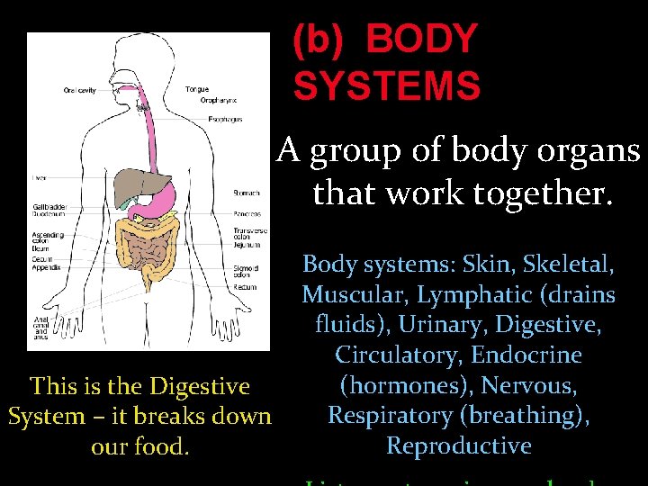 (b) BODY SYSTEMS A group of body organs that work together. This is the