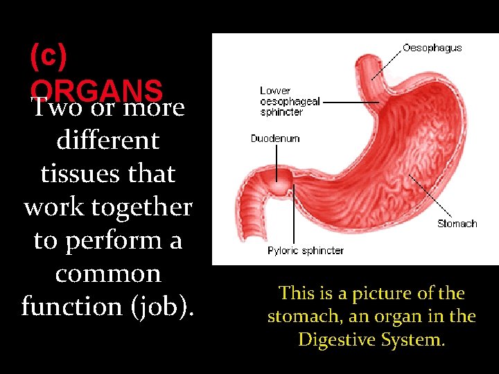 (c) ORGANS Two or more different tissues that work together to perform a common