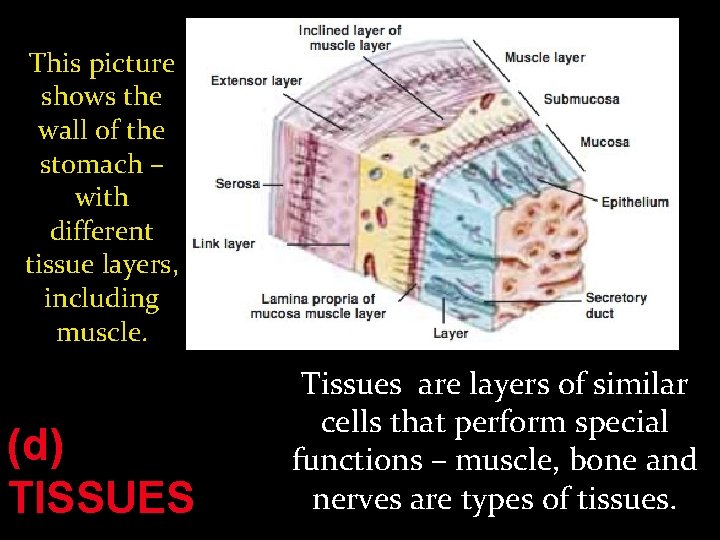 This picture shows the wall of the stomach – with different tissue layers, including