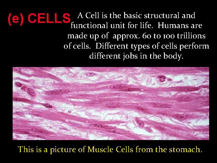 (e) A Cell is the basic structural and CELLSfunctional unit for life. Humans are